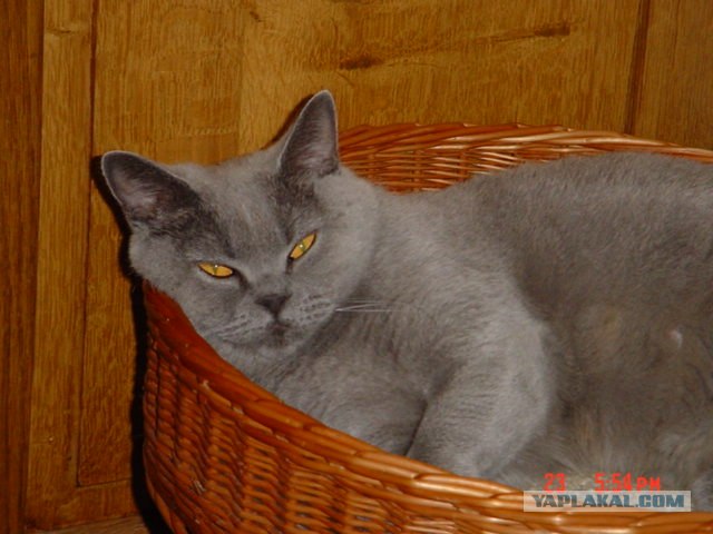 Котовторник (16.09.08)