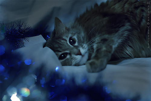Новогодний КОТОВТОРНИК!