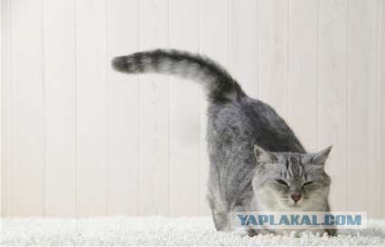 Котосреда (06.05.2009)