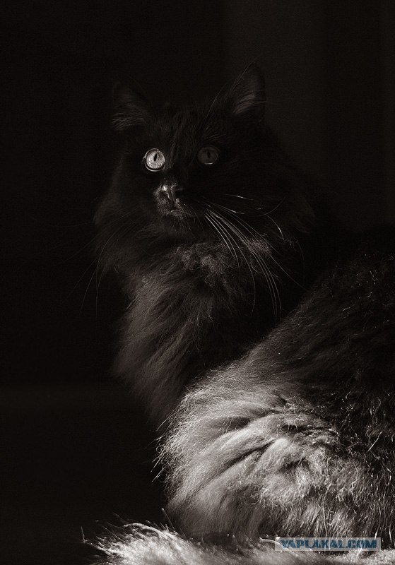 Котовторник на 22 июня