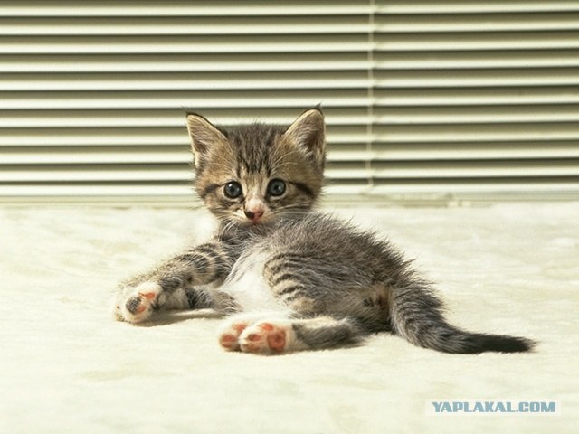 Котовторник (21.02.2012)