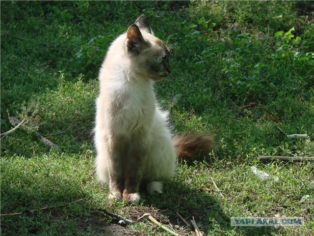 Котовторник 27.03.2012