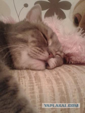 Котовторник  от 3.04.2012
