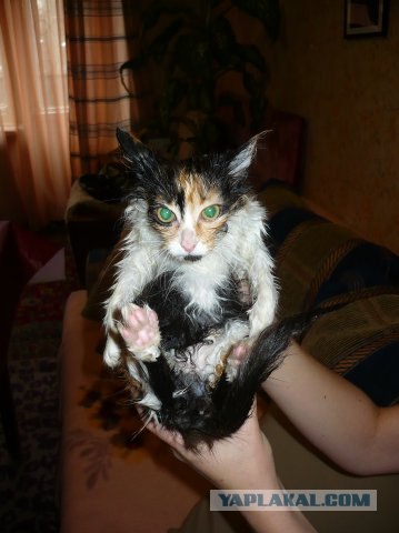 Котовторник 29.05.2012