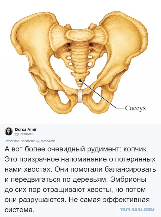 Антрополог рассказала, какие органы в человеческом теле лишние и для чего они были нужны раньше