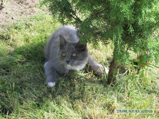 Котовторник  14.08.2012.
