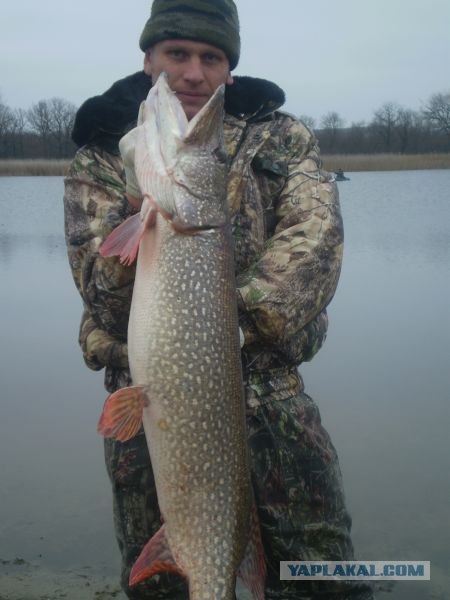 Вот какие рыбки раньше на Урале ловились.
