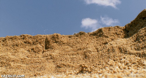 Черепахи умирают молча