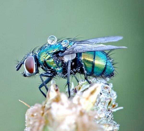 Живность из сети