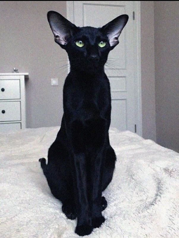 Paзнoвиднocти тьмы