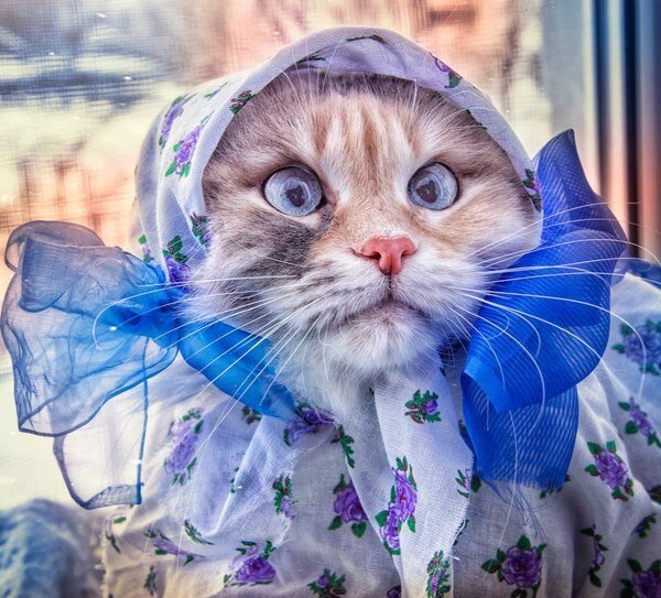 Забавные картинки с котами из сети
