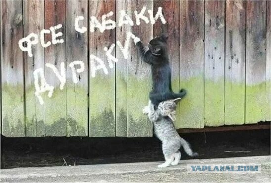 Котовторник?! Коты во вторник!