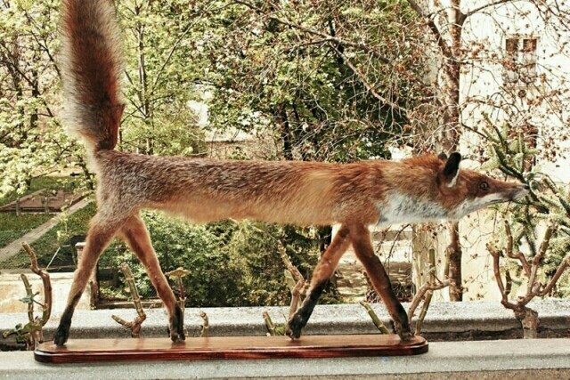 Лисички, картинки
