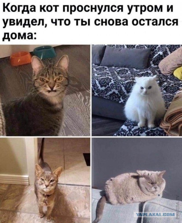 Забавные шутки, картинки и фразы из этих ваших интернетов