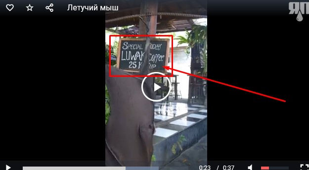 Летучий мыш
