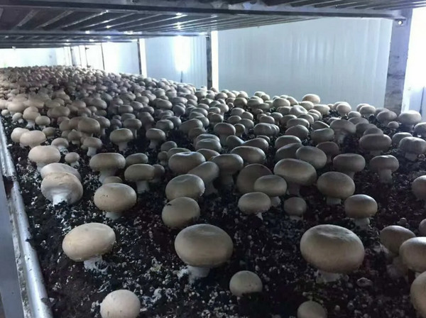Сколько на самом деле грибочков в банке. ООО "Тайга-продукт"