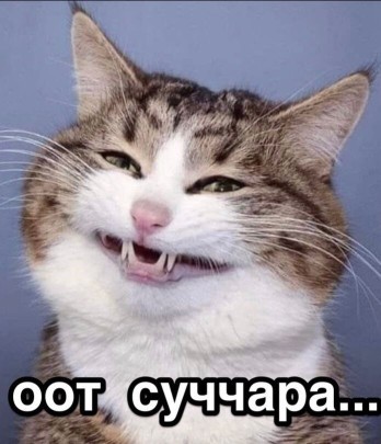 В Нижнем Новгороде женщина сбагрила питомца в котокафе и обиделась на его владельцев — теперь сама заплатит 200 тыс