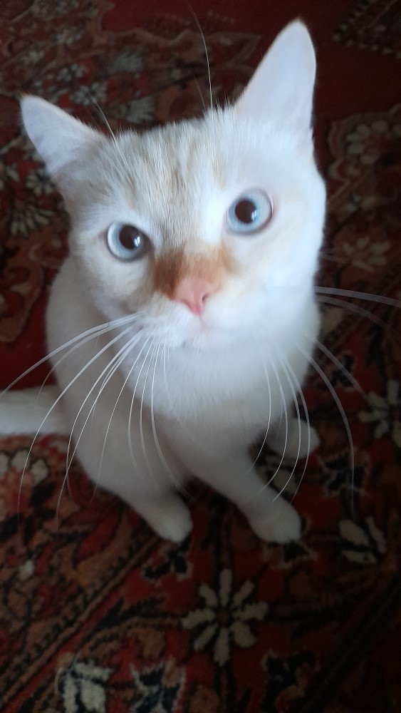 Шерстяной котовторник. Октябрь 2022