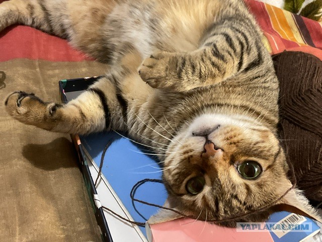 Котофторник же...