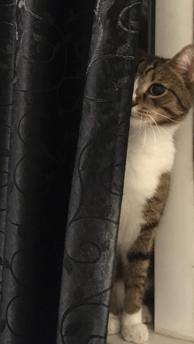 На котовторник