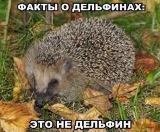 Кому не спитЬся, ну или деградируем вместе..