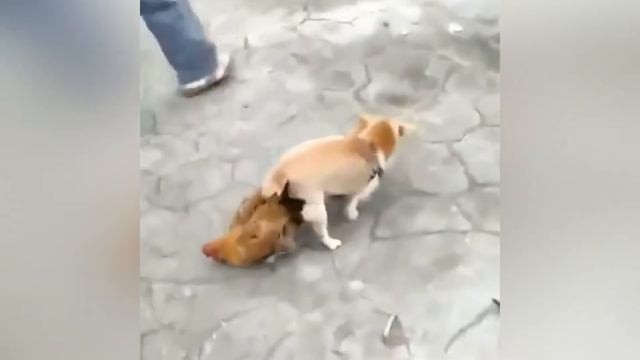 Подсобил