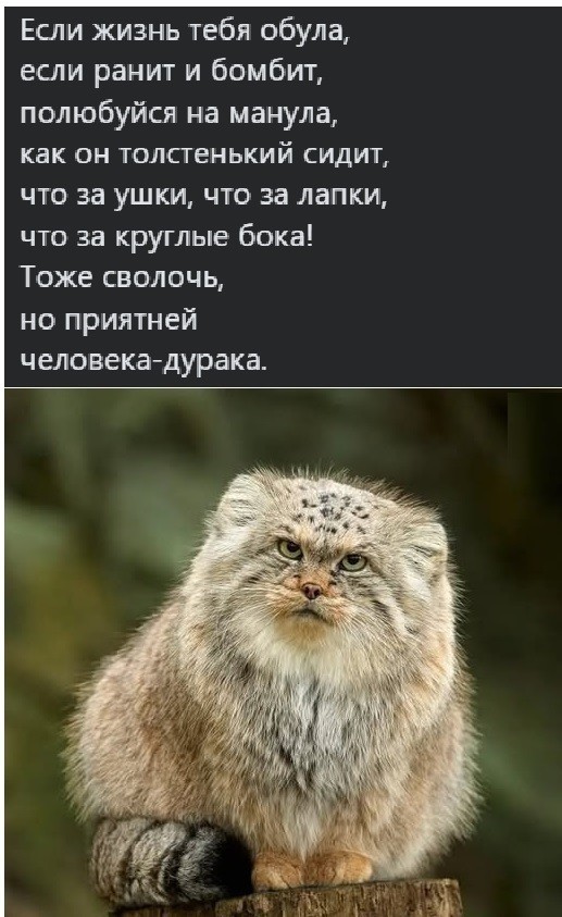 Веселые картинки в понедельник