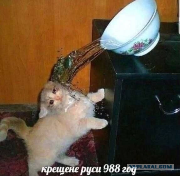 Женщина заметила, что её собака странно двигается, стоит ей отвернуться