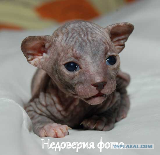 Невыразительные коты
