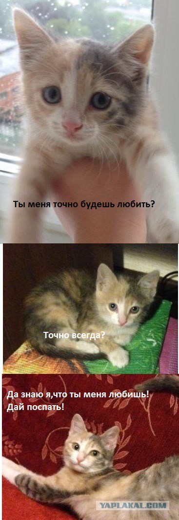 КотоПост