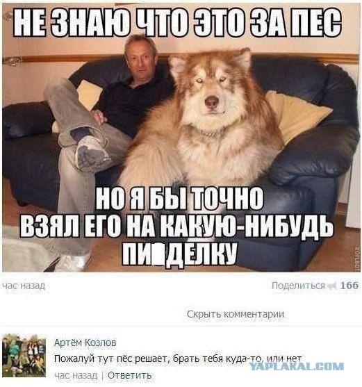 Смешные комментарии из социальных сетей.