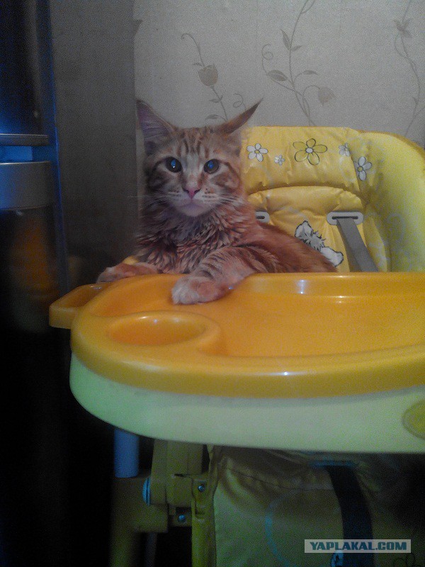 Котовторник 17.06.2014