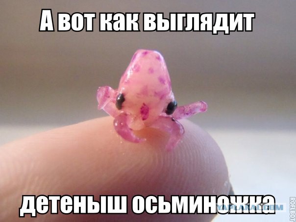 Напал из засады