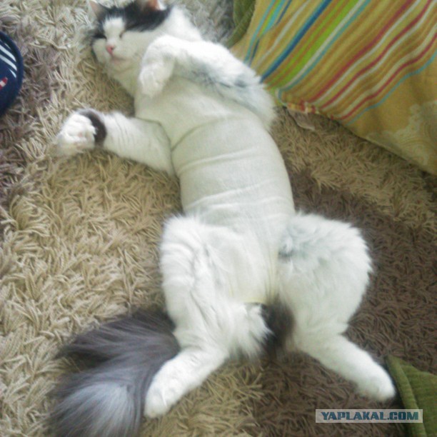 Котовторник