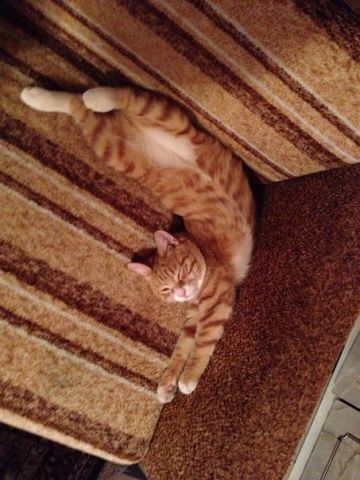 Котовторник 7.07.2015