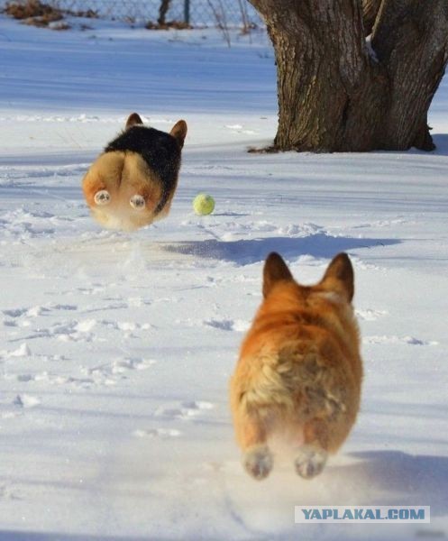 Подборка баянов.