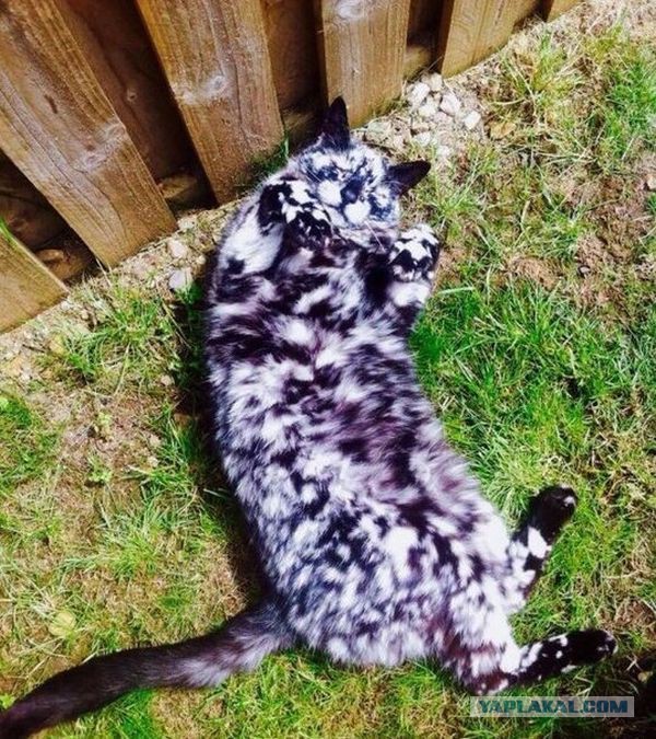 Котовторник