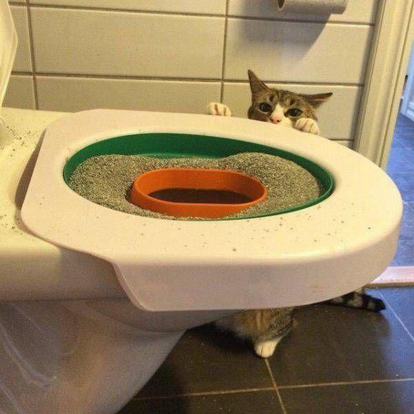 Вот они, наши коты