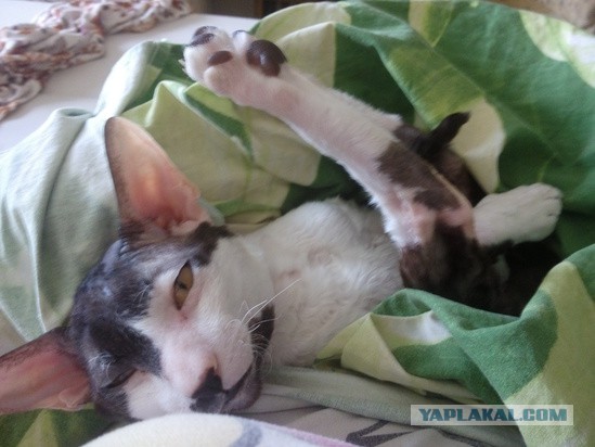 Котовторник 06.10.2015