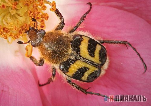 НАСЕКОМЫЕ. Мухи, бабочки, мотыльки, моль, и все летающие твари, пауки