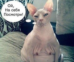 Правильные зайцы и кошки