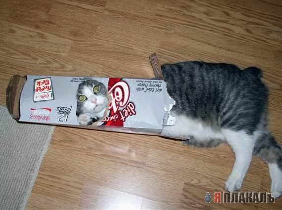 Коты, кошки, котята