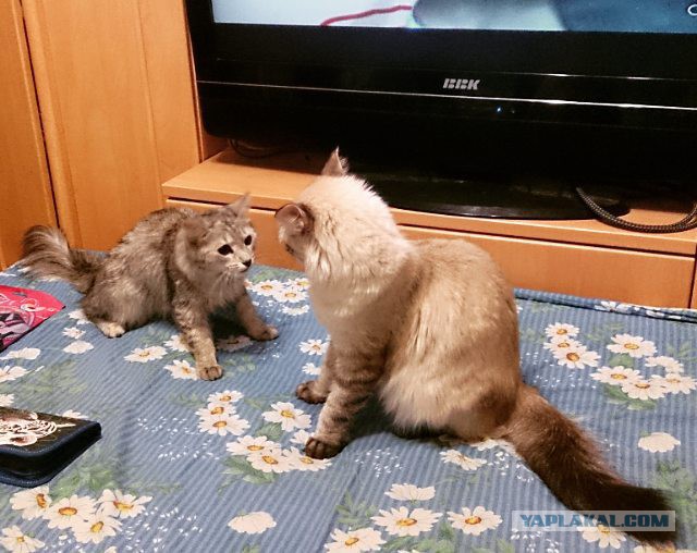 КотоВторник 26.04.2016