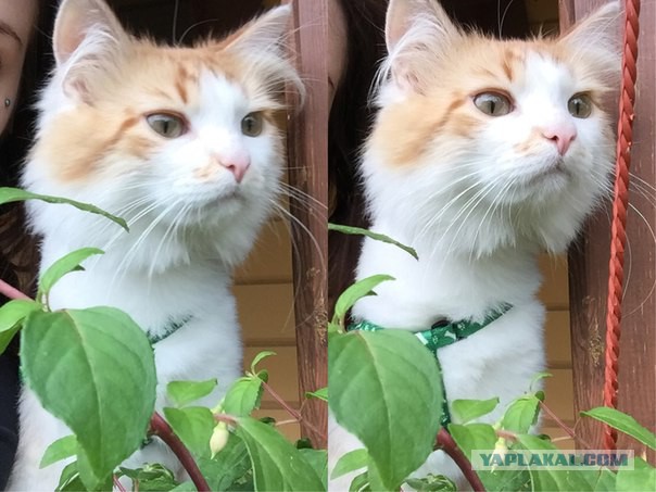 Суровый кот Васька в мехцехе шатхы "Котинская"