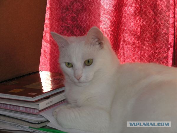 Котовторник 01.11.2016 г.