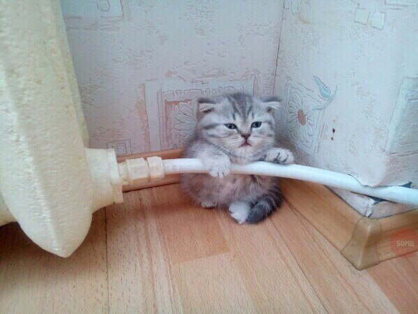 Коты из сети