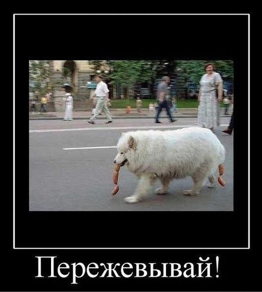 Подборка безудержного веселья