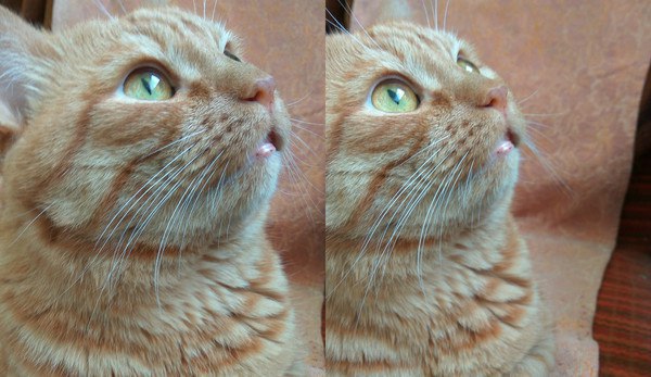 Коты и Кошки