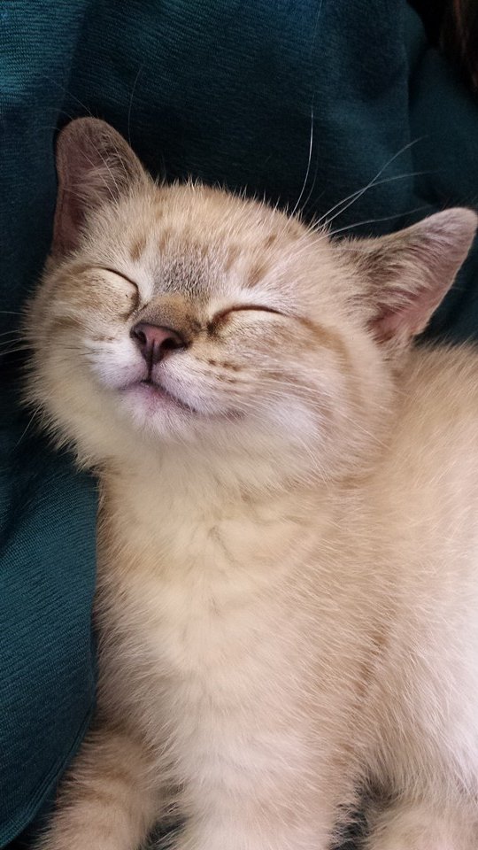Коты и Кошки