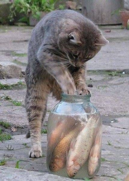 Коты и Кошки